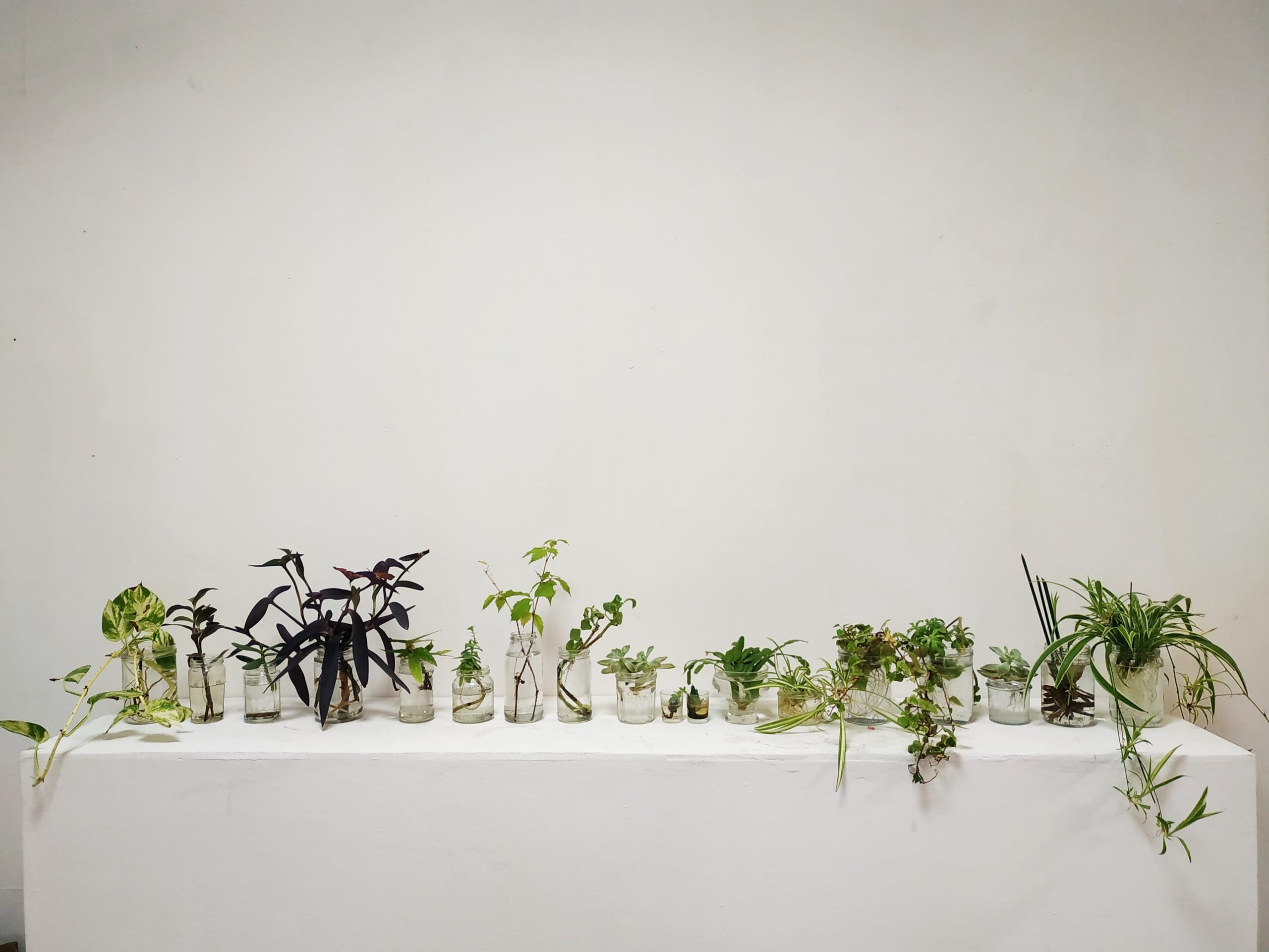 Il faut cultiver notre jardin