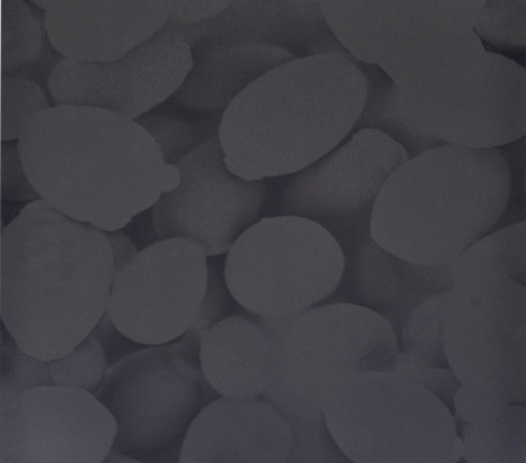 Virus noirs