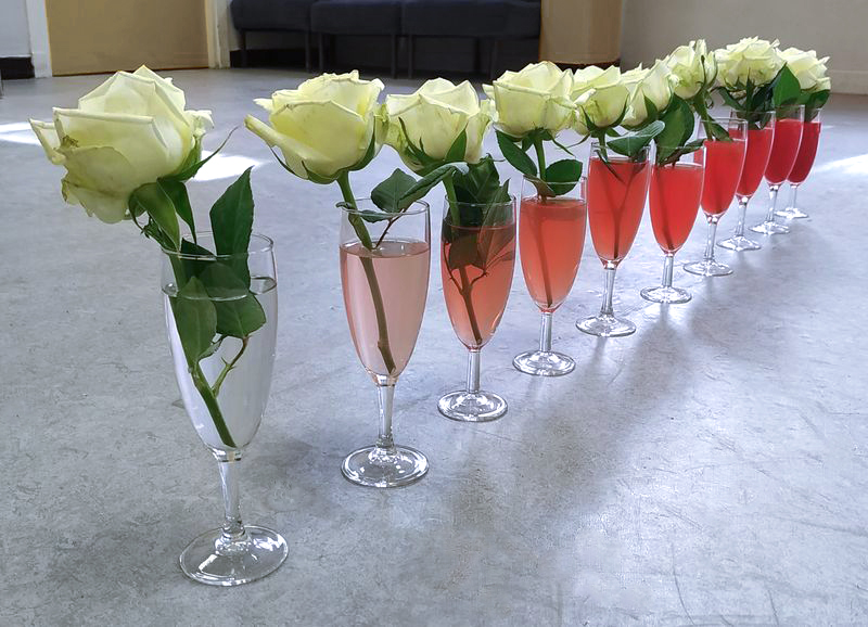 Roses rouges