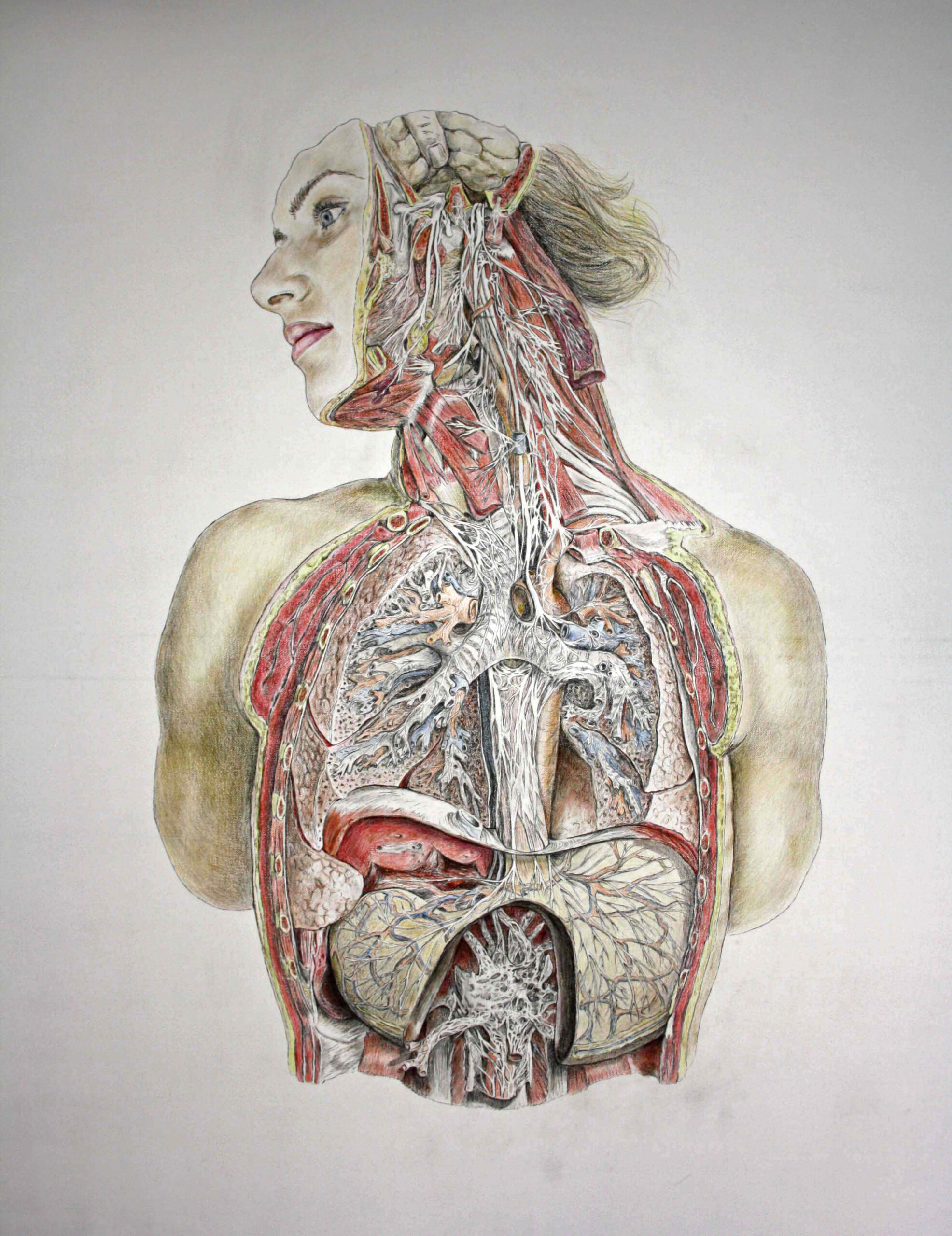 Autoportraits écorchés